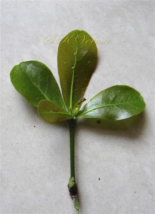  Single leafy branch with terminal leaves